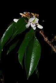 Image result for Craibia