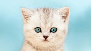 These cute little kitties lost their mittens one day and story follows. When Do Kittens Lose Their Baby Teeth Pet Yak