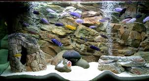 Artificial Rocks Empty Inside And 3d Rock Background Www Aqua Maniac Com Unique Aquarium Decoration Provider