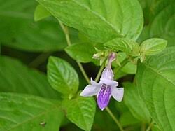 Image result for Asystasia sp. (Biegel 5184)