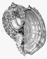Conch shells typically have a high spire and a noticeable siphonal canal (in other words, the shell comes to a noticeable point at both ends). Sea Shell Drawing At Getdrawings Sea Shell Tile Coaster Transparent Png 822x960 Free Download On Nicepng