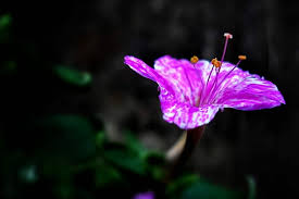 Four o'clocks (mirabilis jalapa) do best in full sun and. Four O Clock Flower Mirabilis Jalapa Growing Planting Caring