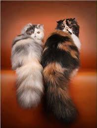 Pin By Aina A On 0 Cats Soul Therapy Cute Cats Pretty Cats Beautiful Cats