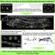 Maybe you would like to learn more about one of these? Network Analysis Of Arabidopsis Mitochondrial Dynamics Reveals A Resolved Tradeoff Between Physical Distribution And Social Connectivity Sciencedirect