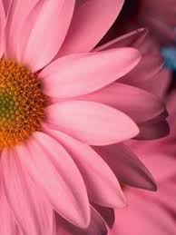 Download Pink Flower Wallpaper Mobile Wallpapers Mobile Fun Pink Flowers Wallpaper Flower Wallpaper Flower Phone Wallpaper