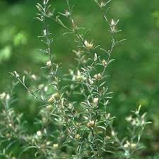 Image result for Dicoma tomentosa