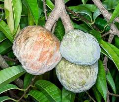 Image result for Annona reticulata