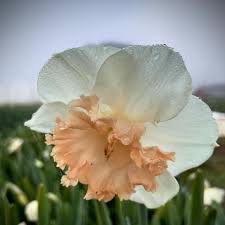 Saffron crocus bulbs do not store well. Bjqg4h4ake54im