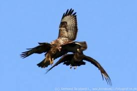 Busard des roseaux (circus aeruginosus). Bussard Mausebussard Steckbrief Brutzeit Alter Bilder Referat Fur Kinder