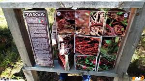 Tinovul Fantana Brazilor Taigaua De Langă Corund Drum Liber Vezi Romania Cu Alți Ochi Meat Jerky Jerky Food