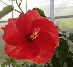Image result for Hibiscus calyphyllus