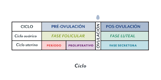 Dias De Ovulacion Cuanto Duran Que Ocurre Linear Unit El Ser De Solfa Syllable Mujer Y Cuando Se Suceden Cada Cuanto Tiempo Se Produce La Ovulacion