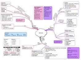 Bacteria Mind Map On Meducation