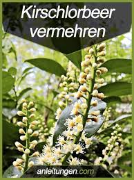 Pin Auf Garten