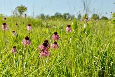 Stroll with a Naturalist: Prairie Flowers – FREE