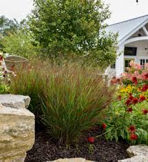 Image result for Panicum novemnerve