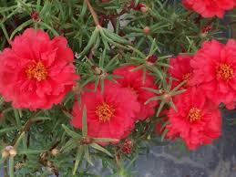 Image result for Portulaca