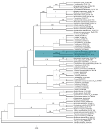 Image result for Clinopodium simense