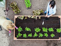 Starting a new vegetable patch is easy to do. How To Start A Vegetable Garden From Scratch Plant Instructions