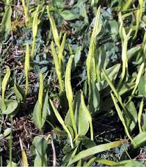 Image result for Ophioglossum vulgatum