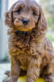 Specializing in mini, micro & petite goldendoodle puppies, as well as goldichon puppies (golden retriever and bichon frise) we are located in western wi on the border of minnesota, we are 45 minutes east of st.paul, mn. Puppies Archives Timberidge Goldendoodles