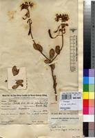 Image result for Cadaba kirkii