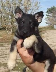Sable Black And Cream German Shepherd Black And Cream German Shepherd Black German Shepherd Dog German Shepherd Puppies Shepherd Dog Breeds