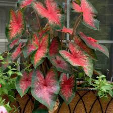 Image result for Caladium