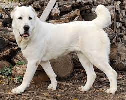 They were formed as a breed from natural selection during more than four thousand years in the vast territory, which spreads nowadays from the caspian sea to china and from southern ural to afghanistan. Central Asian Shepherd Dog Wikipedia