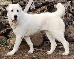 Horses and dogs tube alabai dog origin is russia and central asia region. Central Asian Shepherd Dog Wikipedia
