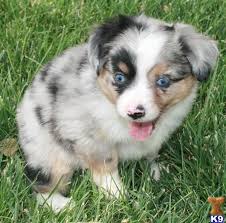 The breed's principal forebears were most likely spanish dogs that accompanied the basque shepherds and herds of fine merino sheep exported to both america and australia in the. Miniature Australian Shepherd Puppies For Sale In Colorado Australian Shepherd Puppies Miniature Australian Shepherd Puppies Puppies