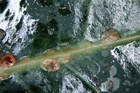 Image result for puklice na pokojových rostlinách obrázek