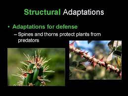 However, the thorns are painful and can cause infections that might turn septic, if you don't take care of the problem the right way. Charles Darwin On Adaptations Evolution Darwin Observed Overproduction