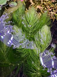 Image result for Ceratophyllum demersum