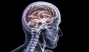 Image result for older adult brain