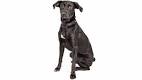 Australian Shepherd Lab Mix - Your Guide To The Aussiedor