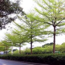 Image result for Terminalia neotaliala