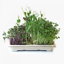 Set of two palm tree display stands with glass tops. Instagreen Design Led Display For Microgreens Instagreen