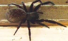 So, how do spiders make webs. Black House Spiders Badumna Insignis Are Found In Australia Frequently Mistaken For Funnel Webs Black House Spiders House Spider Black House Spider Spider