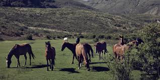 Breed, own & train horses like argentina in derbyville! Argentine Criollos The World S Most Dependable Horse Estancia Ranquilco