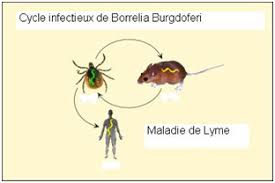 Feb 06, 2018 · en effet, les repas tardifs du soir sont associés à une exposition plus longue à l'acidité et à des nuit plus courtes (or un sommeil insuffisant est lié à des symptômes de rgo plus importants). Https Www Orpha Net Data Patho Pub Fr Lyme Frfrpub12159 Pdf
