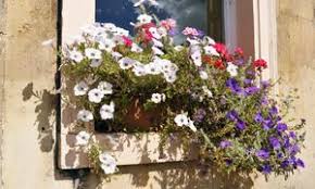 Image result for ostruhatka