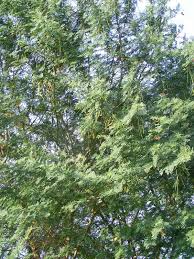 Image result for Sesbania quadrata