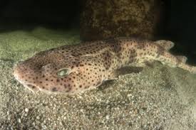 Instead they have a skeleton made up of cartilage; Small Spotted Catshark The Wildlife Trusts