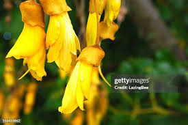 Image result for Sophora velutina