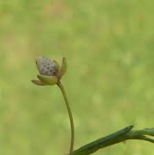 Image result for Sagina abyssinica