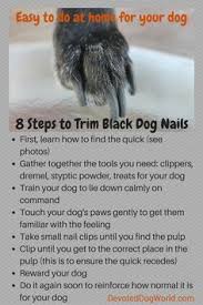 Should you ever cut your dog's nails too short — which many people, including professionals, have done — you'll want to have something on hand to stop the bleeding. 16 Trimming Dog Nails Ideas Dog Nails Trimming Dog Nails Dog Care