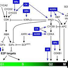 Cell division of plant hormone. Pdf Hormonal Control Of The Plant Cell Cycle