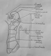 How To Draw Nephron Biology Diagrams Biology Facts Learn Biology