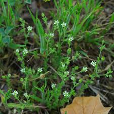 Image result for Cliffortia serpyllifolia